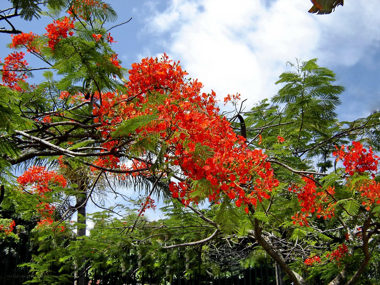 Red flowers on a tree