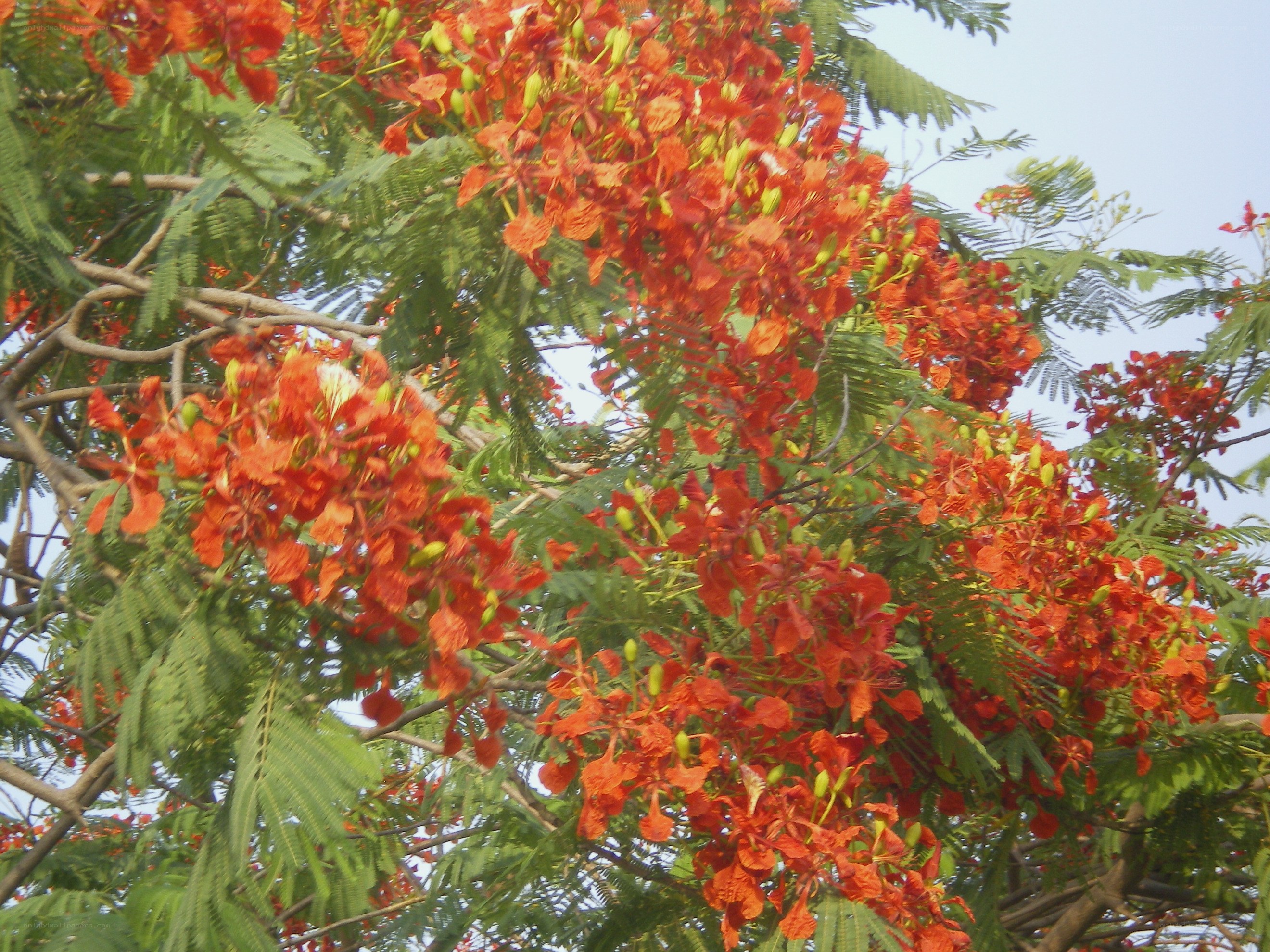 Red flowers on a tree