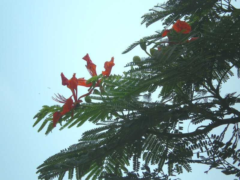 Red flowers on a tree branch