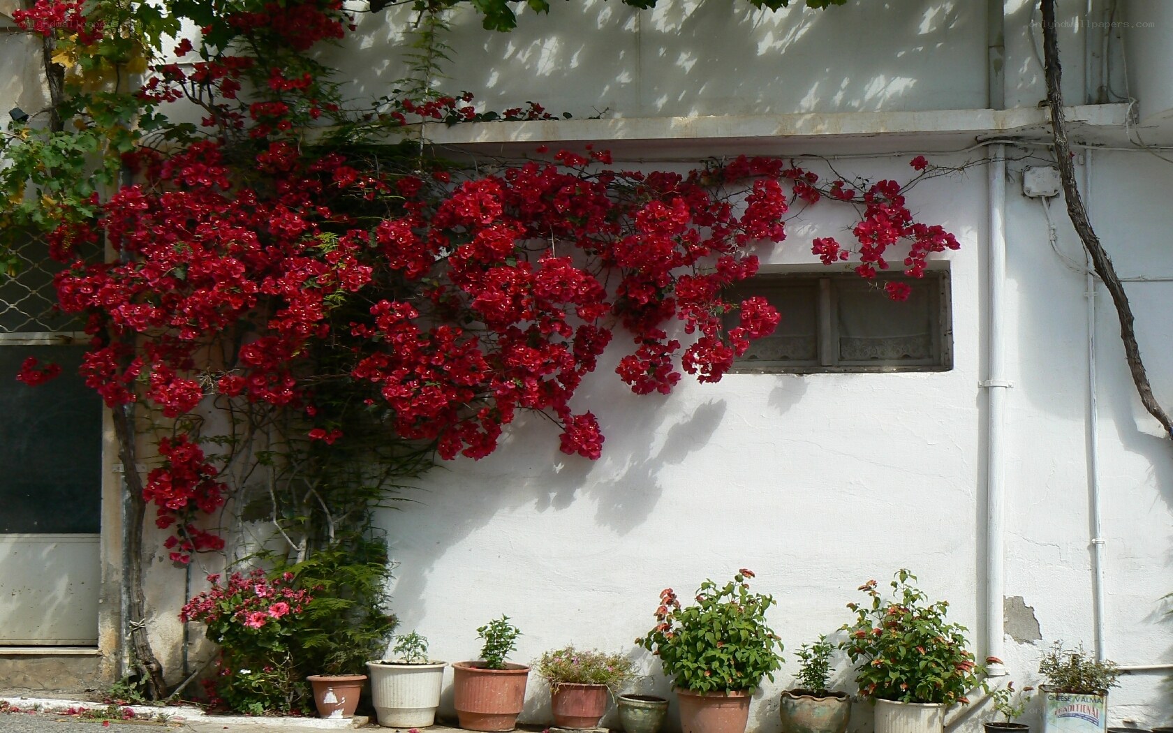 Red flowers on a white wall