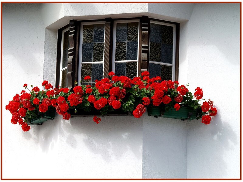 red flowers on a window box