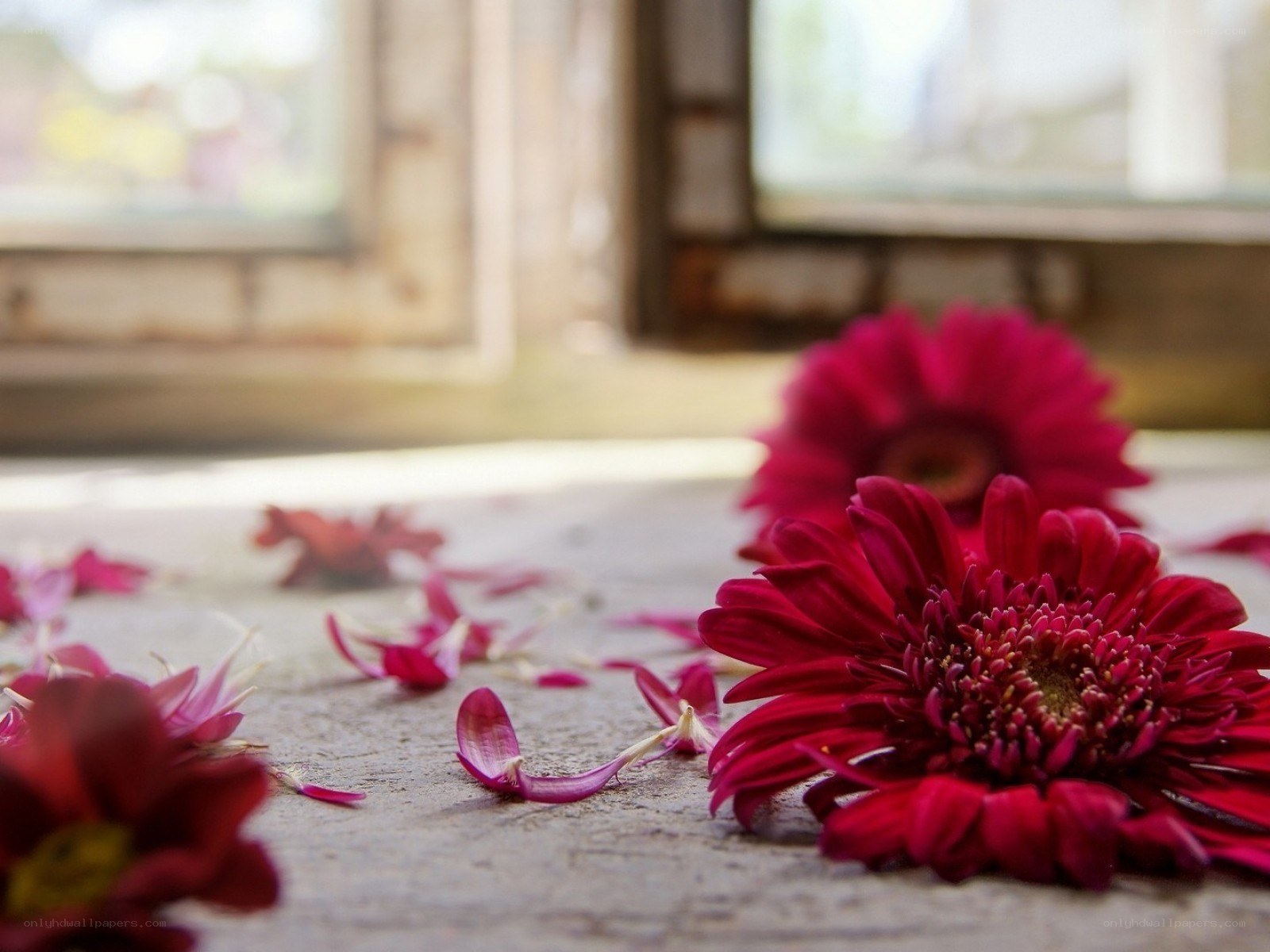 Red flowers on a windowsill