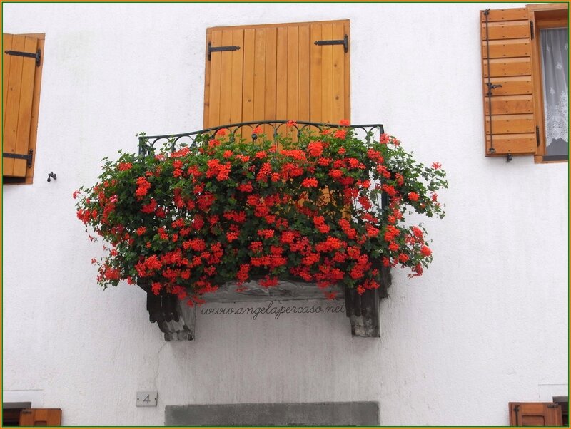 Red Flowers on Balcony — Calm