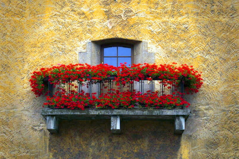 Red Flowers on Balcony