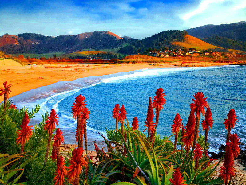 Red Flowers on Beach — Blue