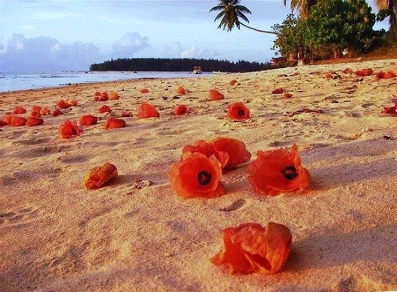 Red Flowers on Beach — Orange