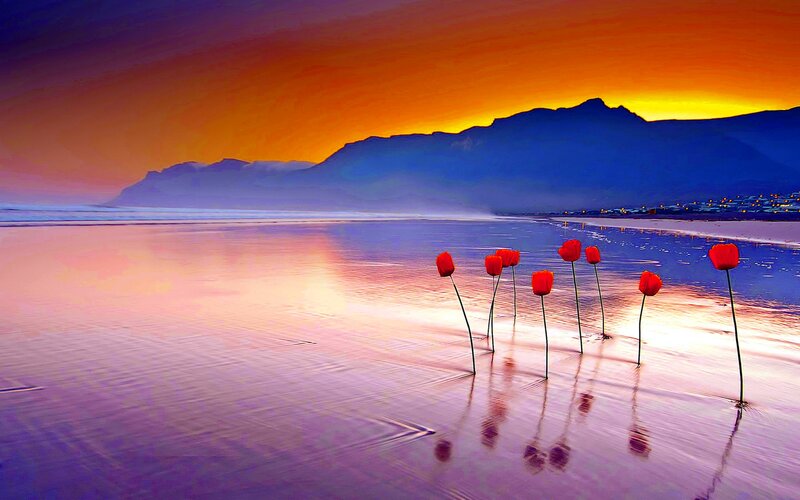 Red Flowers on Beach