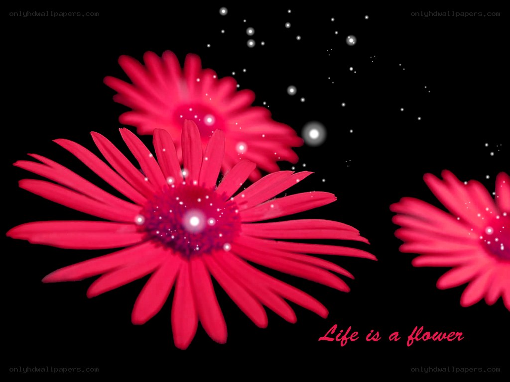 Red flowers on black background
