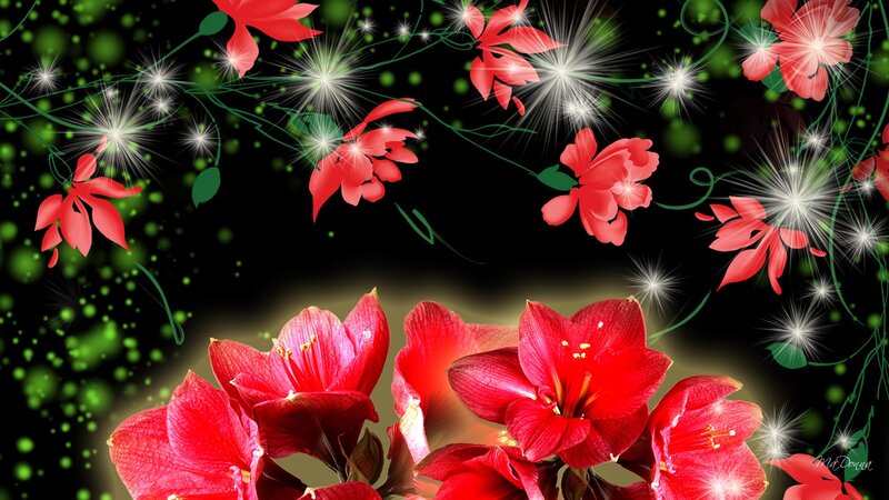 Red Flowers on Black Background — Dramatic