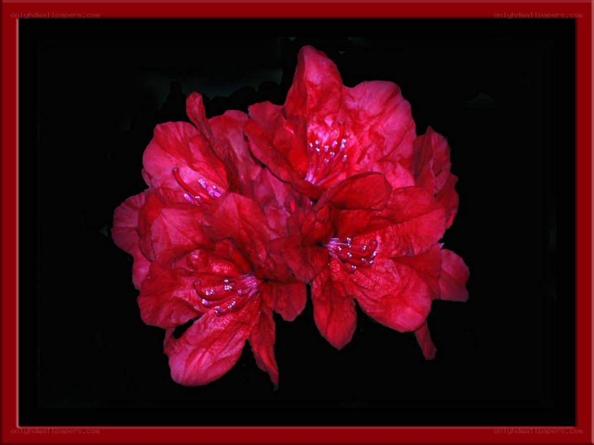 Red flowers on black background