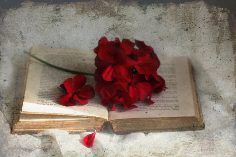 Red Flowers on Book — Serene, Photograph, Flower