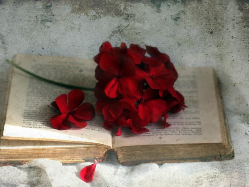 Red Flowers on Book — Serene, Photograph
