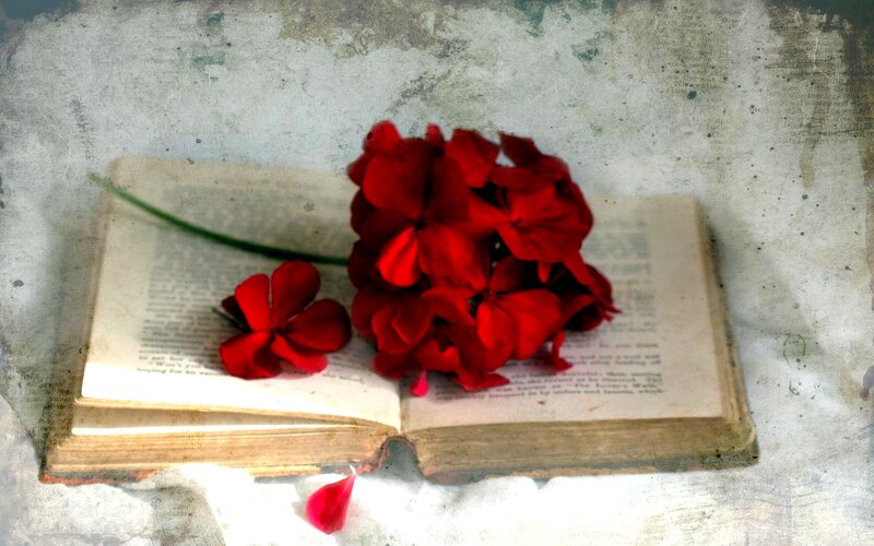 Red Flowers on Book — Serene