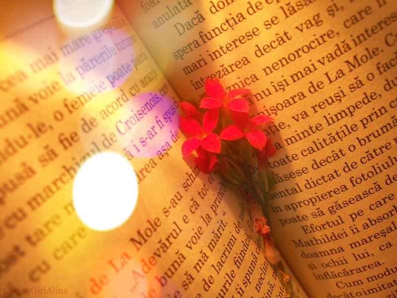 Red Flowers on Book
