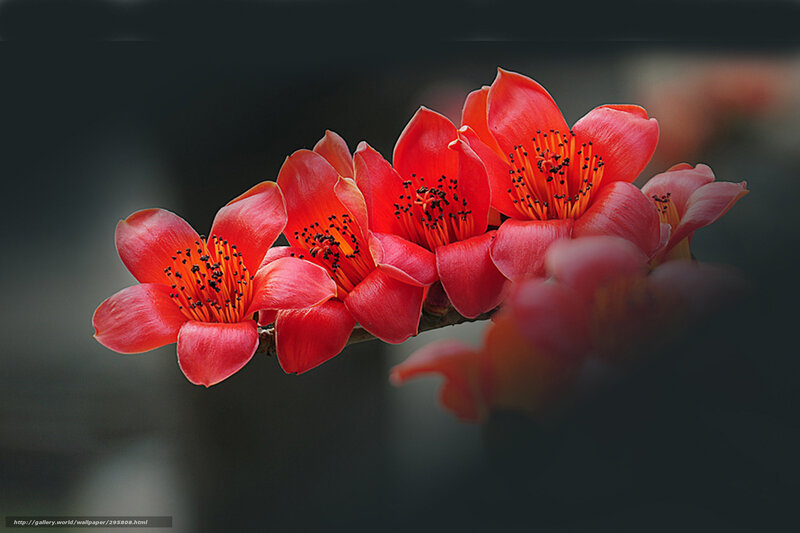 Red Flowers on Branch — Dramatic, Photograph, Petals