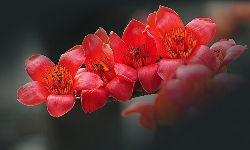 Red Flowers on Branch — Dramatic, Photograph