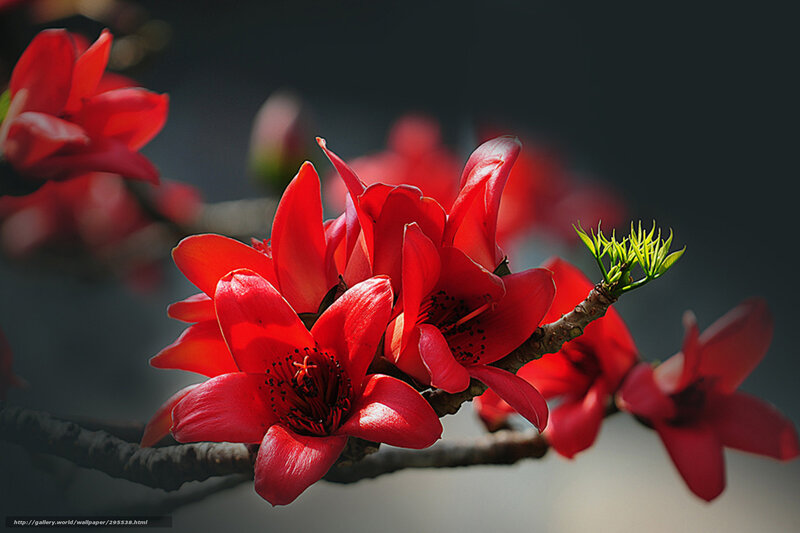 Red Flowers on Branch — Dramatic, Spring
