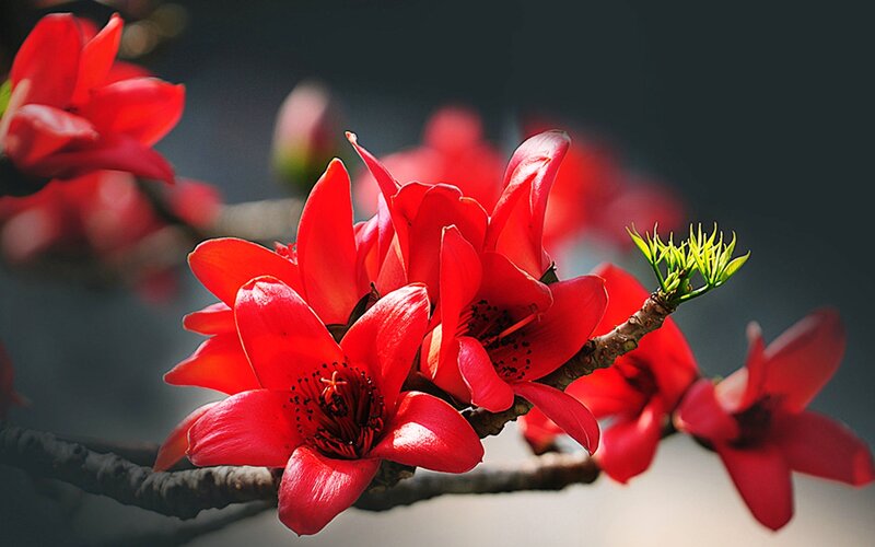 Red Flowers on Branch — Dramatic