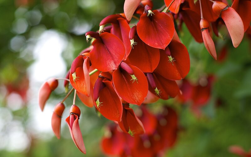 Red Flowers on Branch — Natural, Afternoon