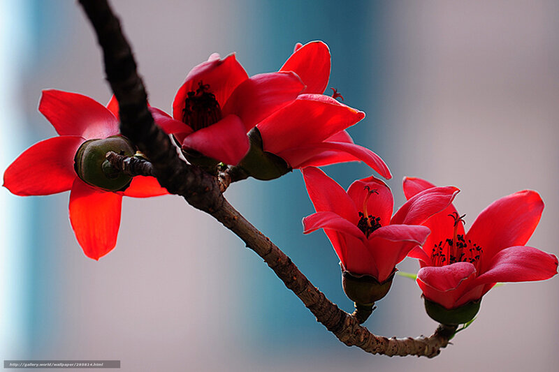 Red Flowers on Branch — Serene, Spring