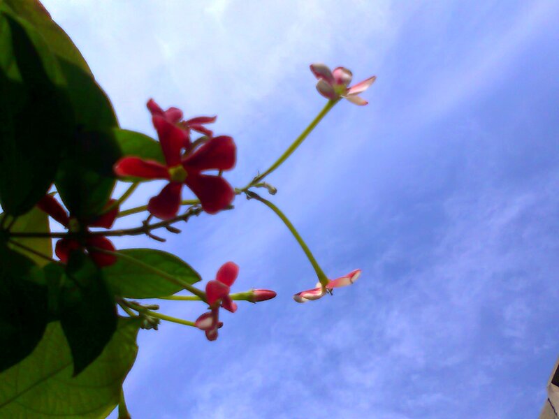 Red Flowers on Branch