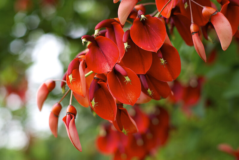 Red Flowers on Branch — Vibrant, Afternoon