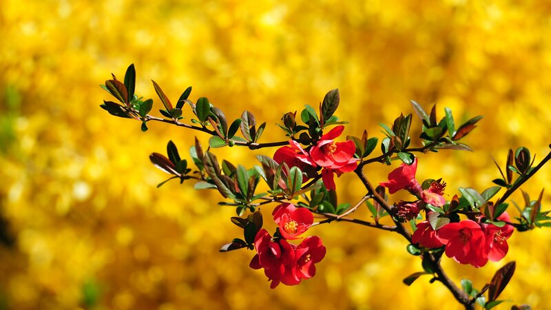 Red Flowers on Branch — Vibrant, Spring
