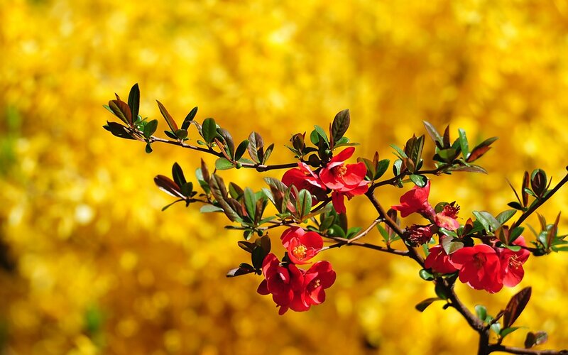 Red Flowers on Branch — Vibrant