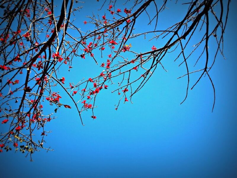 Red Flowers on Branches