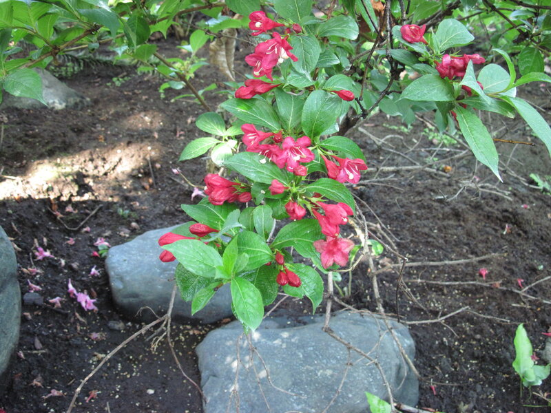 Red Flowers on Bush