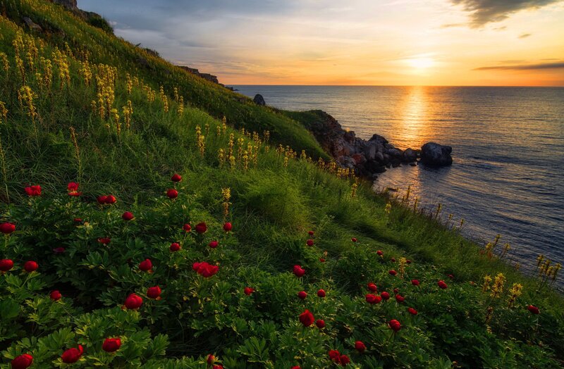 Red Flowers on Cliff — Green, Serene