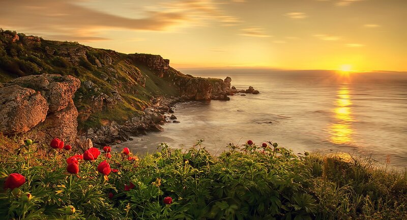 Red Flowers on Cliff — Green