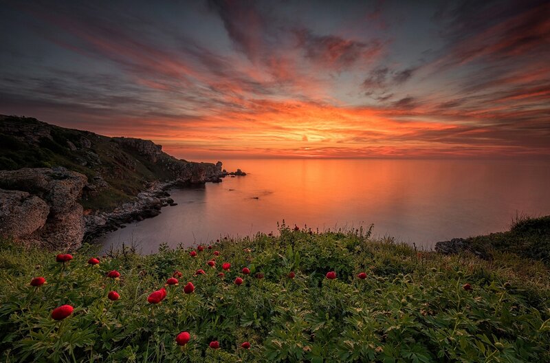 Red Flowers on Cliff — Orange