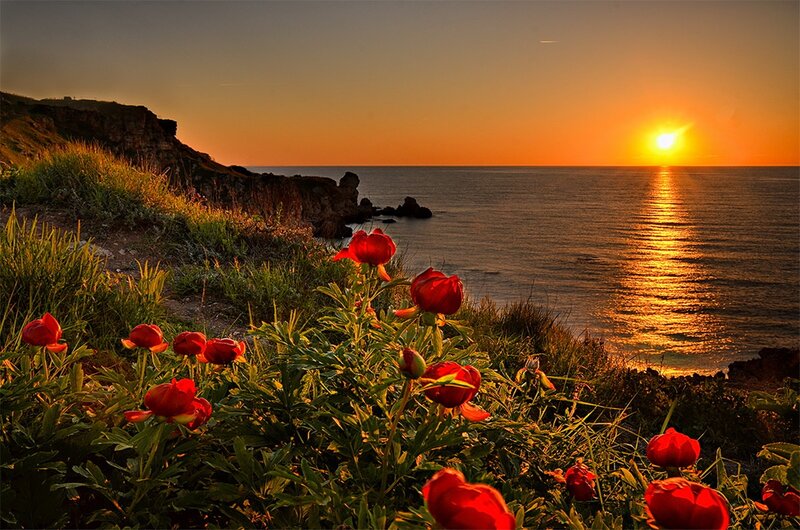 Red Flowers on Cliff — Serene