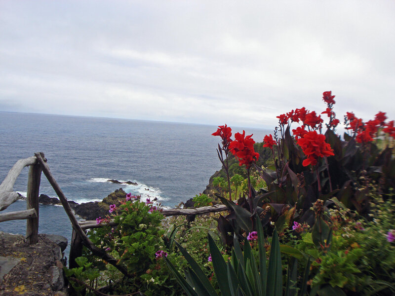 Red Flowers on Cliff