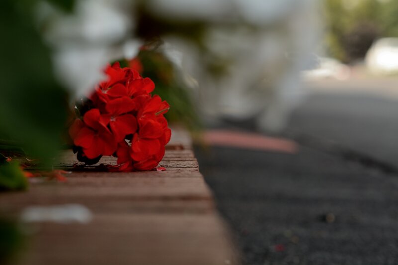 Red Flowers on Curb