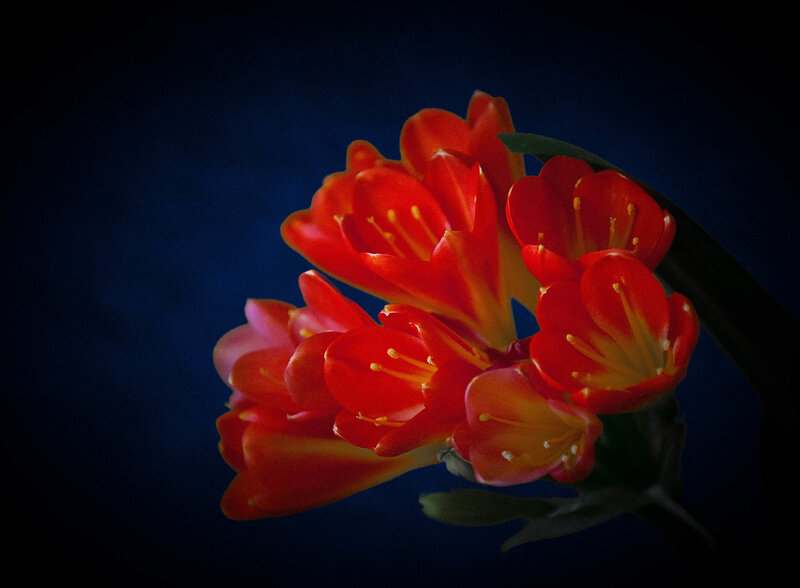 Red Flowers on Dark Background — Dramatic