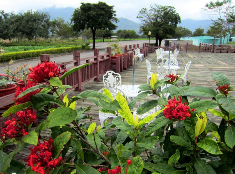 Red Flowers on Deck