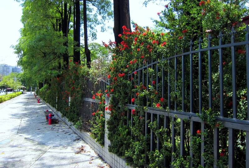 Red Flowers on Fence
