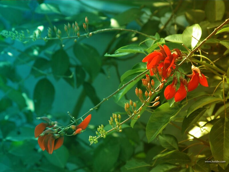 Red Flowers on Green Branch