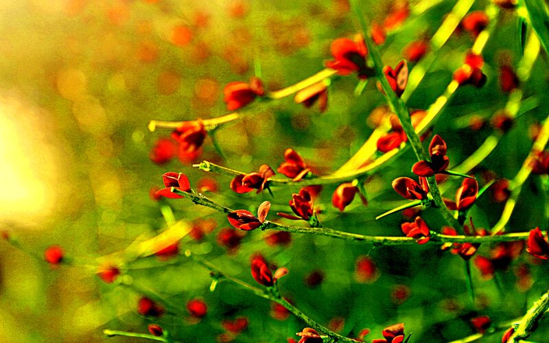 Red Flowers on Green Branches