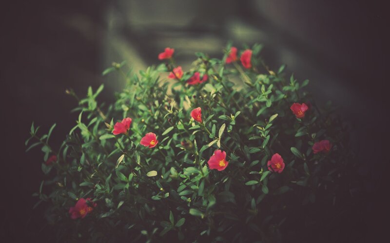 Red flowers on green bush