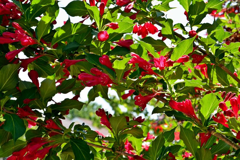 Red Flowers on Green Bush — Bright