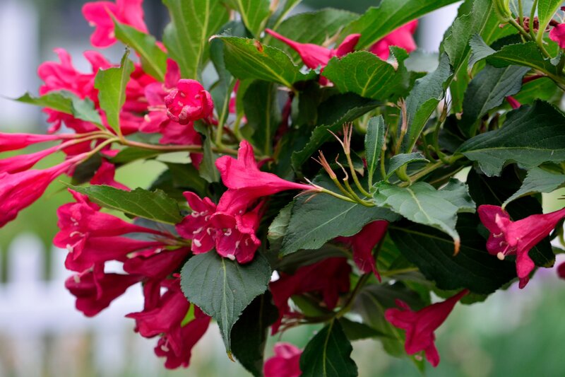 Red Flowers on Green Bush — Calm