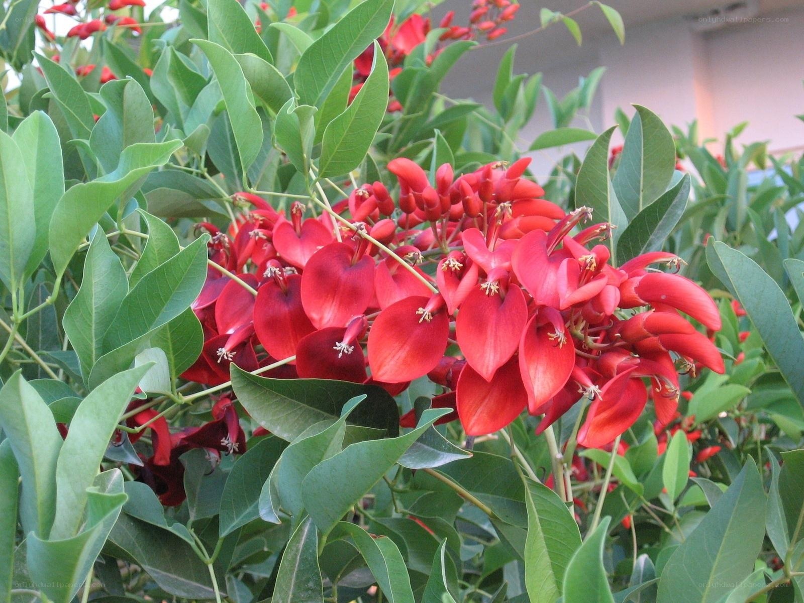 Red flowers on green bush