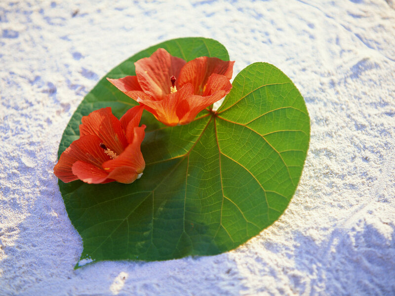Red Flowers on Green Leaf