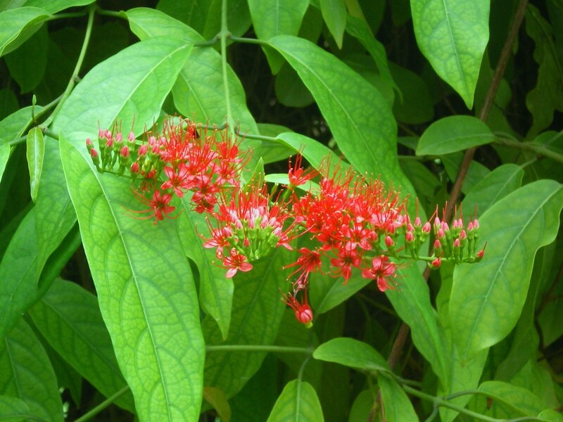 Red flowers on green leaves