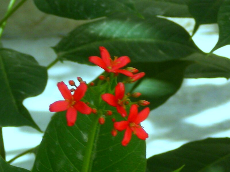 Red Flowers on Green Leaves — Natural