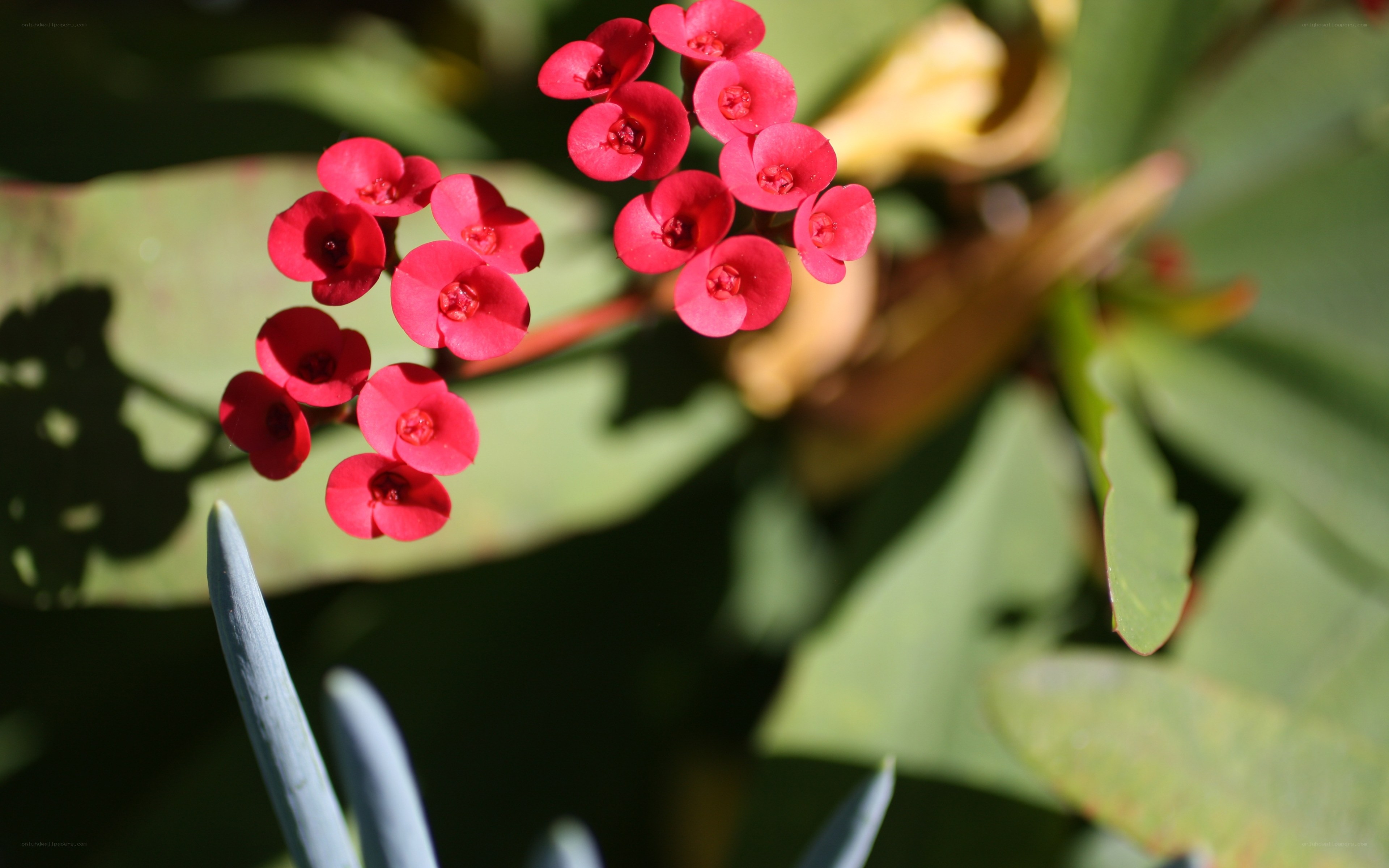 Red flowers on green leaves