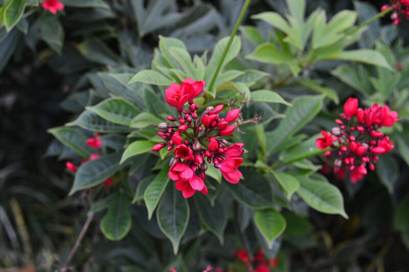 Red Flowers on Green Plant — Calm